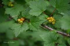 Ribes glaciale